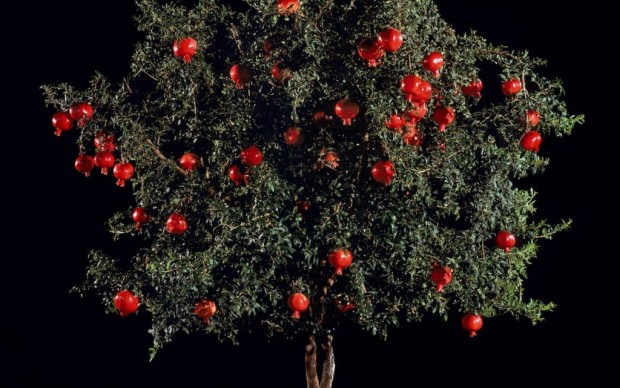 Tal Shochat, Rimon (Pomegranate), 2011. Museum no. E.1127-2012. © Tal Shochat