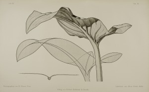 Moritz Meurer, Pflanzenformen, 1895, Tafel 38, © Kunstbibliothek – Staatliche Museen zu Berlin / Saturia Linke