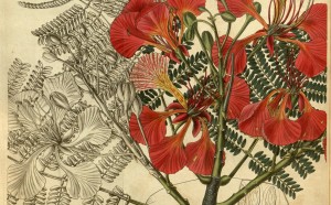 Curtis's botanical magazine.. London ; New York [etc.] :Academic Press [etc.].