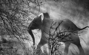 Kafue National Park, Zambia, 2010 © Sebastião Salgado/Amazonas Images/Contrasto