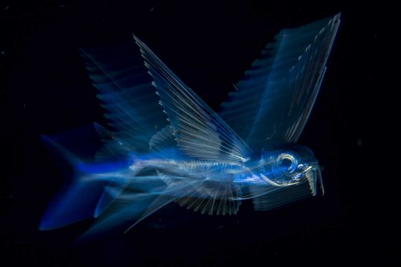 Flying Fish In Motion. Michael Patrick O’Neill, USA