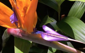 Seduzione Repulsione - quello che le piante non dicono