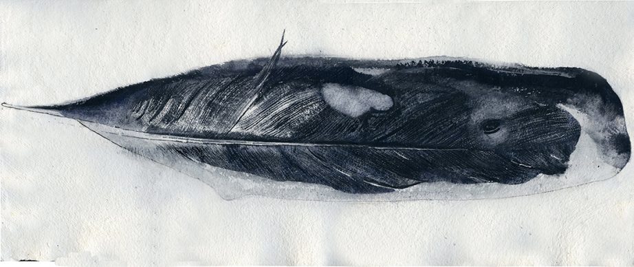 Giorgio Maria Griffa, Balena piuma, acquarello su carta, 2017