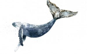 Giorgio Maria Griffa, Megaptera novaeangliae, acquarello su carta, 2017, 56x76 cm