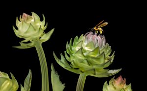 Janis Miltenberger, Cynara’s Lush Gift (detail), Photographer Peter Kuhnlein @ACME Creative, bee created by Wesley Fleming