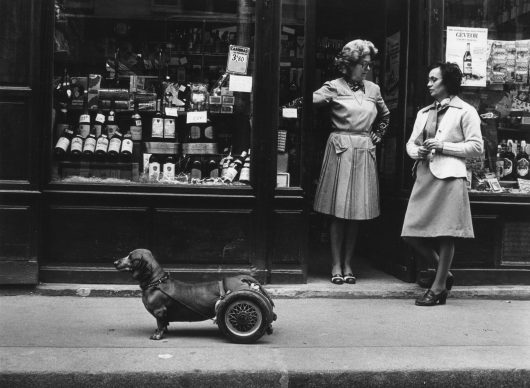 Robert Doisneau, Un chien à roulettes, 1977 @ Atelier Robert Doisneau