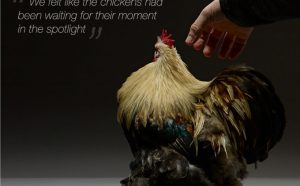 chicken libro fotografico