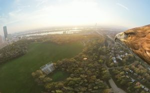 vienna volo d'uccello aquila