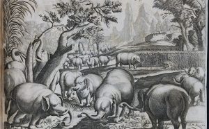 Elefanti etiopi, Modena, Biblioteca Estense Universitaria