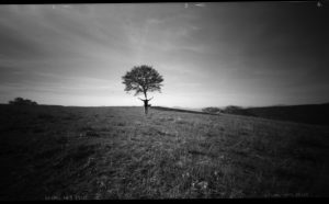 Giorgio Cutini neruda