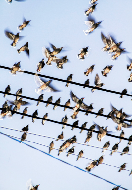 © YOSHINORI MIZUTANI, The Birds, 2015. Courtesy of Brownie Project (Shanghai)