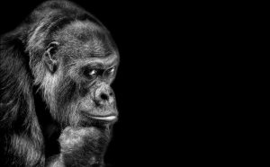 Thomas Kaiser, Silberrücken, 2018 © Thomas Kaiser