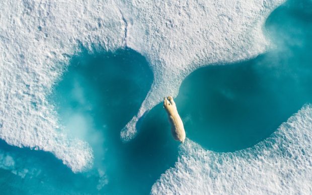 Florian Ledoux, Above The Polar Bear, 2018 © Florian Ledoux