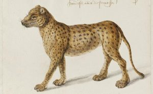 Franz Post illustrazione animali irlanda