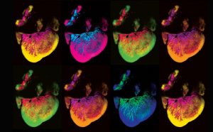 “A drain in the heart” - Kathleen Caron, PhD, Max Englund and Klara R. Klein, MD, PhD. Colorazione digitali dei vasi sanguigni che coprono la superficie di un cuore di topo, visionato al microscopio