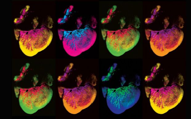 “A drain in the heart” - Kathleen Caron, PhD, Max Englund and Klara R. Klein, MD, PhD. Colorazione digitali dei vasi sanguigni che coprono la superficie di un cuore di topo, visionato al microscopio