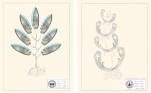 Anne Percoco, opere nella mostra Parallel Botany The Study of Imaginary Plants, 2017-2018