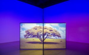 Diana Thater A Runaway World, 2017 Installation for two video projectors, two media players, and Altuglas Visio screens. 182.9 x 325.1 x 325.1 cm Courtesy the artist and David Zwirner, New York/London/Hong Kong
