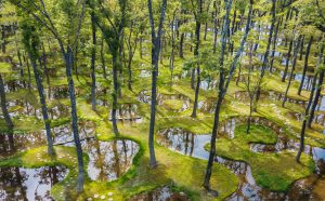 Junya Ishigami, Water Garden, Art Biotop Nasu, Giappone