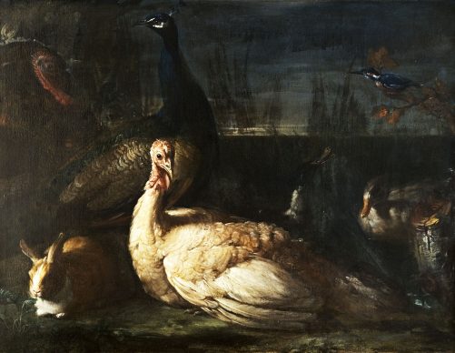 Candido Vitali, Coppia di pavoni, conigli e anatre all'aperto, olio su tela, 95 x 126 cm. Cento, Pinacoteca Civica