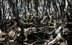 Bruna Rotunno, Another Earth #9