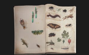 Animalia Fashion, mostra a Palazzo Pitti, Firenze. Dall'alto verso il basso, gioielli di Lydia Courteille, Hemmerle, Roberto Coin, Chopard, Lorenz Baümer © photo Antonio Quattrone