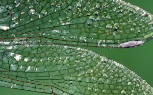 Massimo Brizzi Ali di libellulaxx