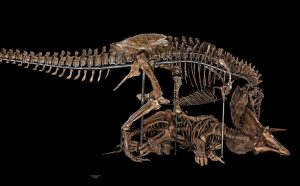 Tyrannosaurus rex and Triceratops horridus Panoramic