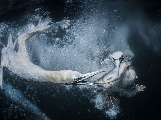 Tracey Lund, Underwater Gannets, 2019. Copyright: © Tracey Lund, United Kingdom, Shortlist, Open, Natural World & Wildlife (Open competition), 2019 Sony World Photography Awards