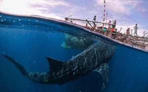 Marco Zaffignani, Whale Shark Encounter, 2019. Copyright: © Marco Zaffignani, Italy, Shortlist, Open, Travel (Open competition), 2019 Sony World Photography Awards