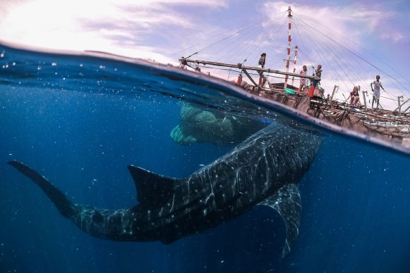 Marco Zaffignani, Whale Shark Encounter, 2019. Copyright: © Marco Zaffignani, Italy, Shortlist, Open, Travel (Open competition), 2019 Sony World Photography Awards
