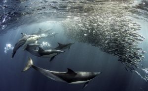 David Salvatori, The Assault, 2019. Copyright: © David Salvatori, Italy, Shortlist, Open, Natural World & Wildlife, 2019 Sony World Photography Awards