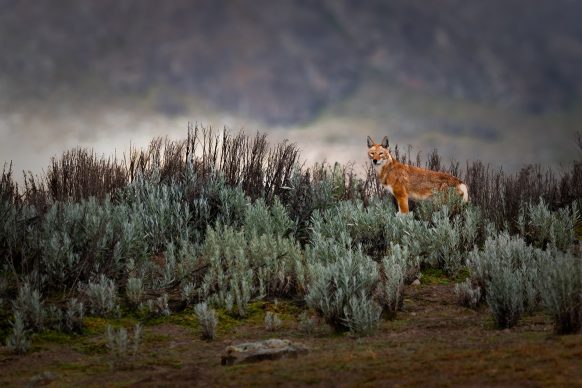 Roberto Marchegiani, Ethiopian Wolf, 2019. Copyright: © Roberto Marchegiani, Italy, Shortlist, Open, Natural World & Wildlife, 2019 Sony World Photography Awards