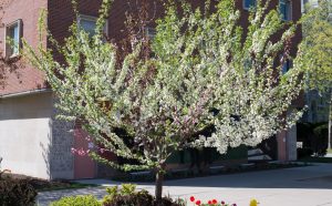 Tree of 40 Fruit by Sam Van Aken courtesy Ronald Feldman Fine Art