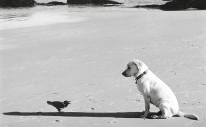 Pentti Sammallahti, Western Cape, South Africa, Stampa alla gelatina ai sali d'argento, 2002 - © Pentti Sammallahti