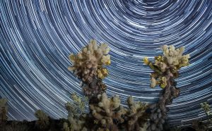 Imma Barrera, Teddy Bear Cholla, 2019. Copyright: © Imma Barrera, United States of America, Shortlist, Professional, Landscape (Professional competition), 2019 Sony World Photography Awards