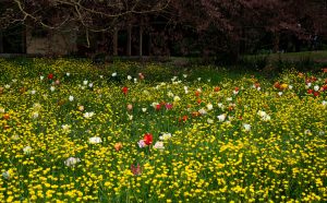Giardinity Villa Pisani Bolognesi Scalabrin provincia di Padova