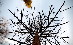 Michele De Lucchi, Radici al vento, testa nella terra, Orto Botanico, Padova