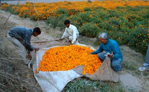 Ravi Agarwal, Have you seen the flowers on the river?, stampe fotografiche, 2007. Courtesy l'artista