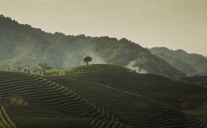 Il paesaggio collinare, terrazzato, delle coltivazioni biologiche del tè di Dazhangshan, fattoria di Kaoshui, ottobre 2018. Fotografia di Davide Gambino per Fondazione Benetton Studi Ricerche.