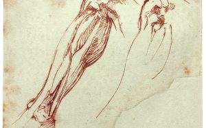 Disegno Michelangelo Buonarroti