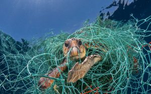 Una tartaruga marina impigliata in una vecchia rete da pesca in plastica al largo della Spagna. Poteva allungare il collo fuori dall’acqua per respirare, ma sarebbe morta se il fotografo non l’avesse liberata. Le reti abbandonate in mare sono una grave minaccia per le tartarughe marine. FOTO: Jordi Chias