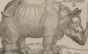 Albrecht Dürer, Rinoceronte, xilografia, 215 x 300