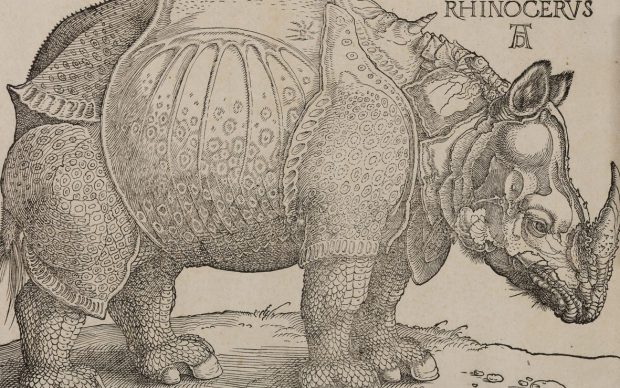 Albrecht Dürer, Rinoceronte, xilografia, 215 x 300