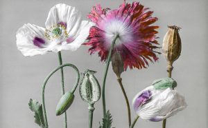 Josef Hanel (1865-1940) Papaver somniferum Papavero domestico / Schlaf-Mohn Museo botanico dell’Università di Zurigo Botanisches Museum der Universität Zürich © Botanisches Museum der Universität Zürich