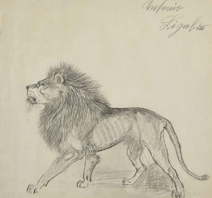 Antonio Ligabue, Leone (Lion), Undated (1952–1962), Pencil on paper, 45 x 48cm, Santa Vittoria di Gualtieri (Reggio Emilia), Private collection ©