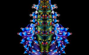 Walter Silvestrini, Eupackardia calleta, 2018