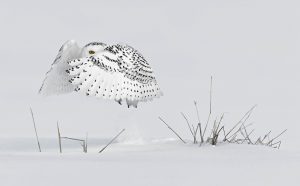 Milo Angelo Ramella, serie Bianco Evanescente