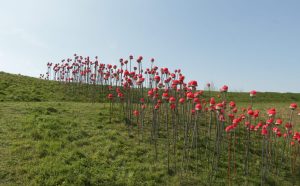 Steve Abraham e Nicolas Messager, Ce qu’il reste, des champs de ruine naitront des champs de coquelicots, 2019