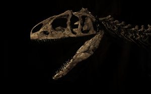 Yann Mingard, A juvenile Allosaurus, Evolution auction, Billinghurst, UK, 25th November 2015